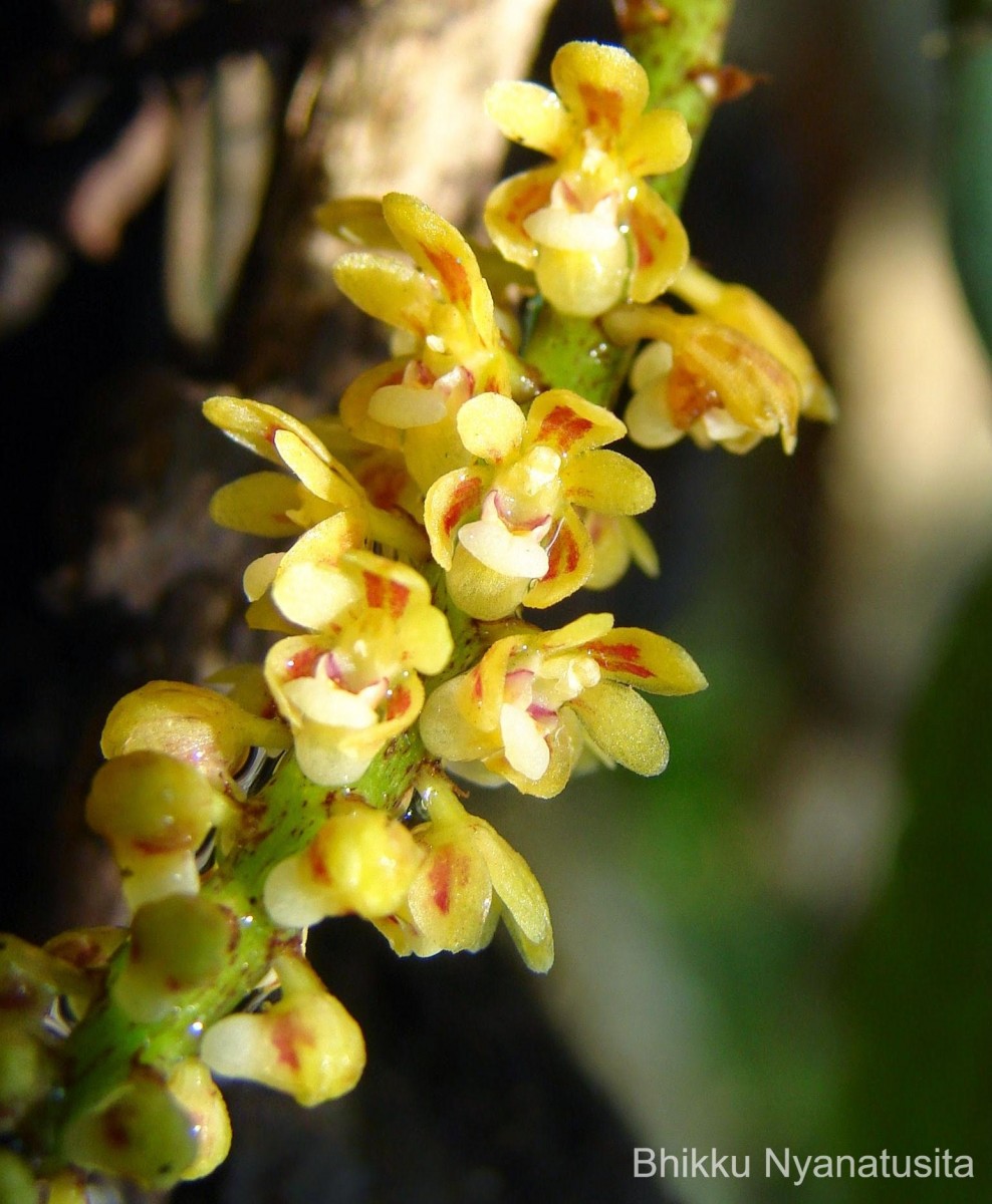 Pomatocalpa decipiens (Lindl.) J.J.Sm.